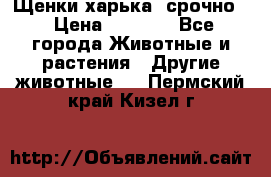 Щенки харька! срочно. › Цена ­ 5 000 - Все города Животные и растения » Другие животные   . Пермский край,Кизел г.